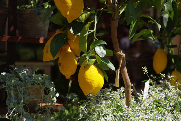 title: Stay in DENMARK 3 | Page No,10 | No.9 | sync-furniture | 株式会社 SYNC | 福岡県 家具工房 | オーダーメイドキッチン