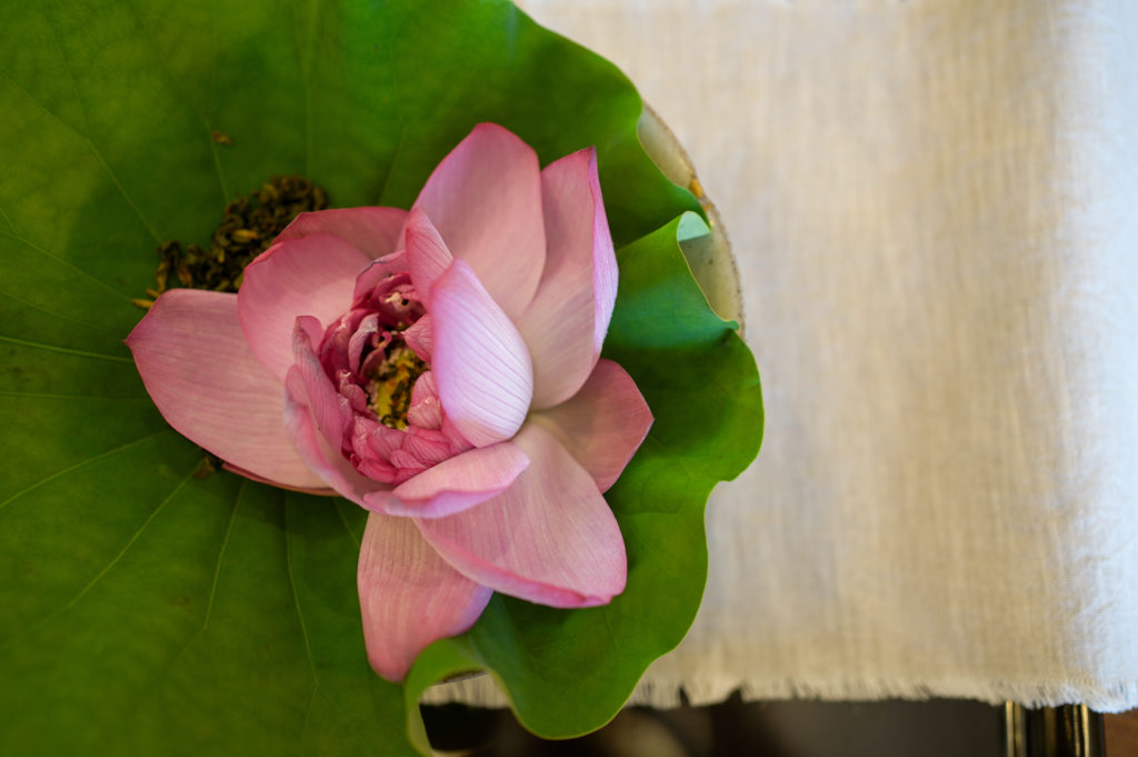 title: Sen×誉茶紡 “蓮の一服”｜2023.7.29 | Page No,529 | No.2 | sync-furniture | 株式会社 SYNC | 福岡県 家具工房 | オーダーメイドキッチン