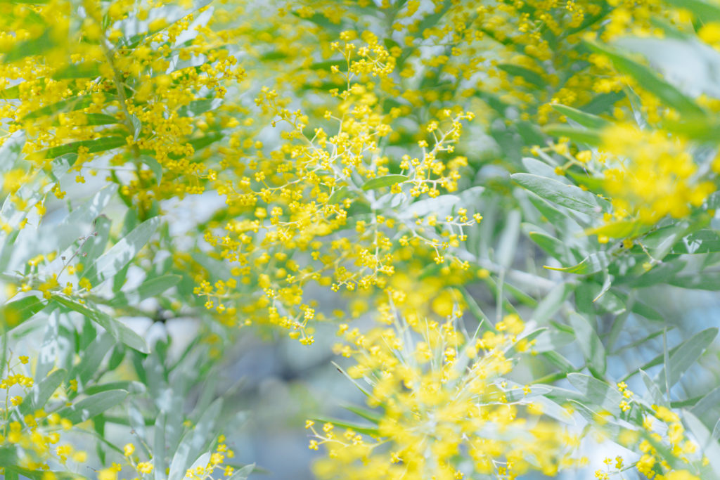 title: meili “春の養生薬膳レッスン”|2024.3.9 | Page No,551 | No.1 | sync-furniture | 株式会社 SYNC | 福岡県 家具工房 | オーダーメイドキッチン