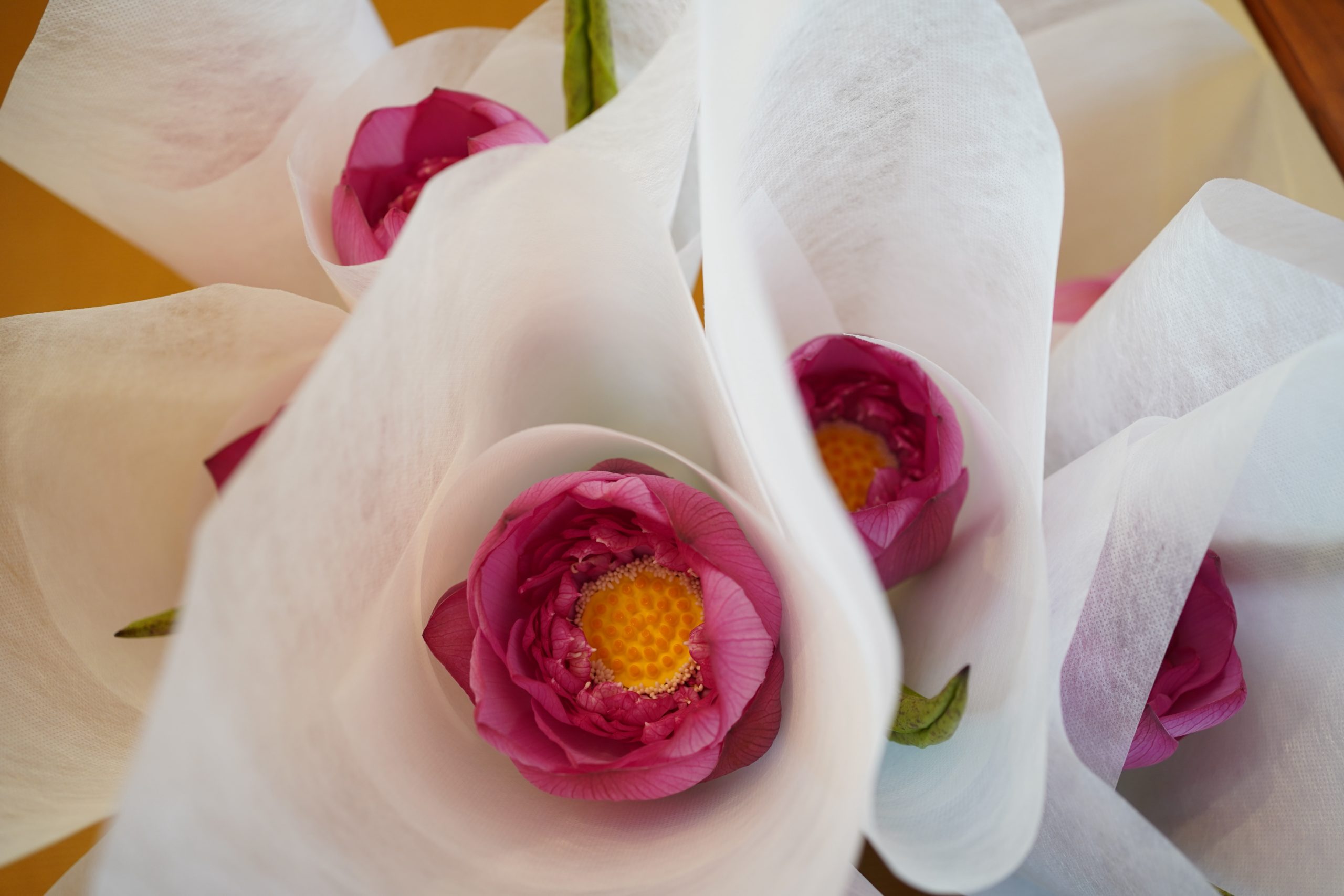 title: meili “蓮の実養生薬膳レッスン”｜2025.8.9 | Page No,600 | No.12 | sync-furniture | 株式会社 SYNC | 福岡県 家具工房 | オーダーメイドキッチン